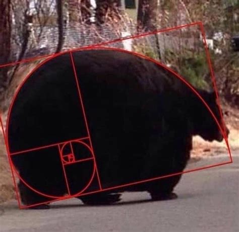 fibonacci spiel|fibonacci bear game.